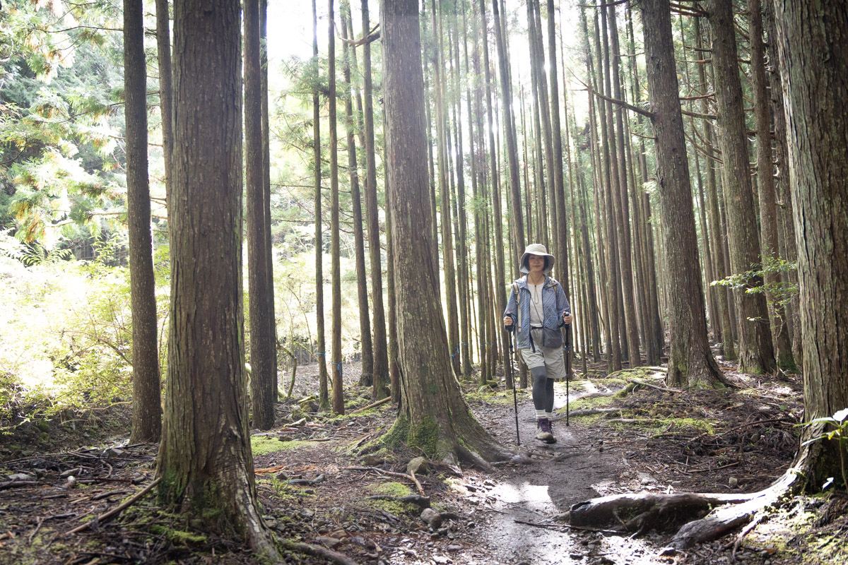 林間を歩く