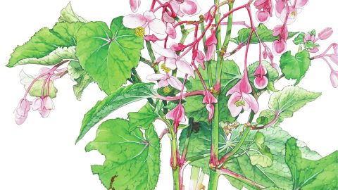 ベゴニアの仲間「シュウカイドウ」は紅色の花が下垂して咲く