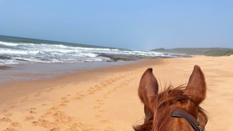 南アフリカでの貴重な体験！ビーチタウン「バリート」で満喫する初心者にもおすすめな乗馬トレッキング