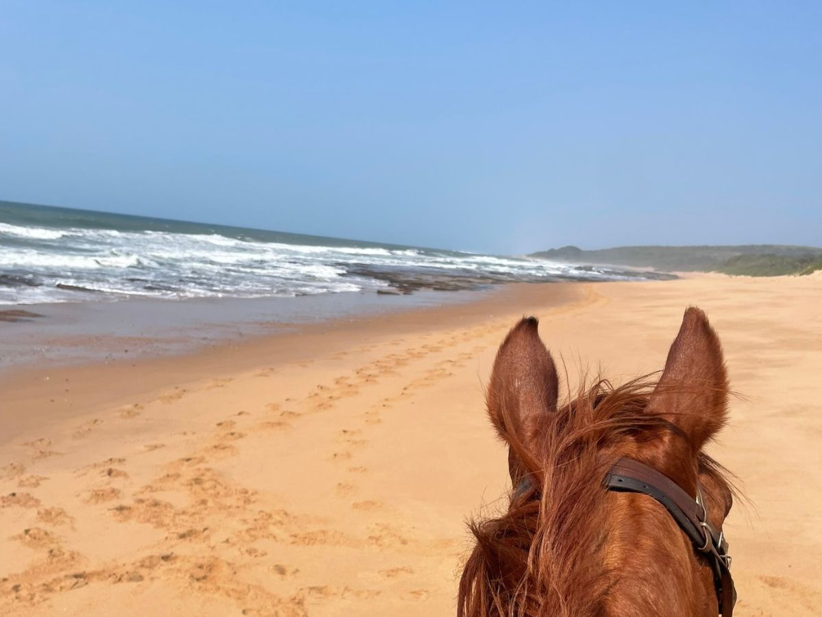 南アフリカでの貴重な体験！ビーチタウン「バリート」で満喫する初心者にもおすすめな乗馬トレッキング