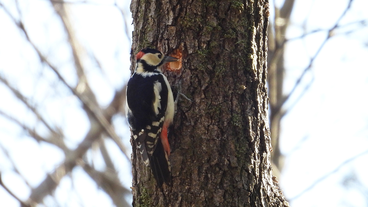 木をつつくアカゲラ