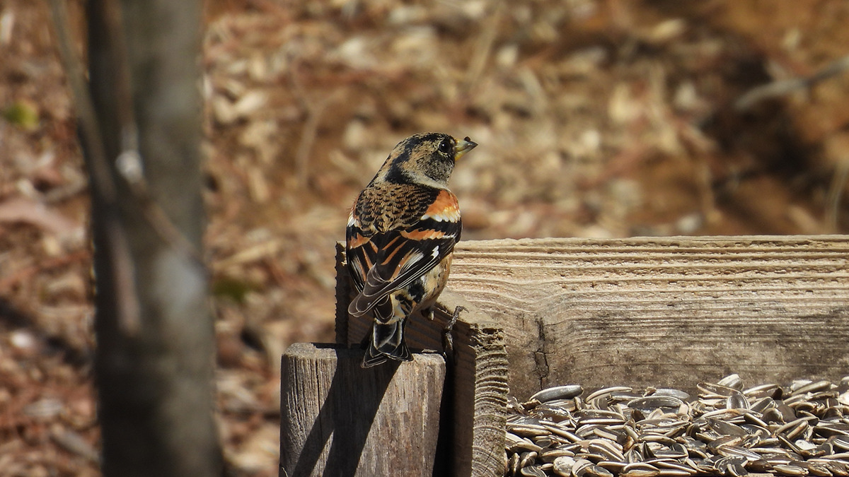 餌台に止まるアトリ