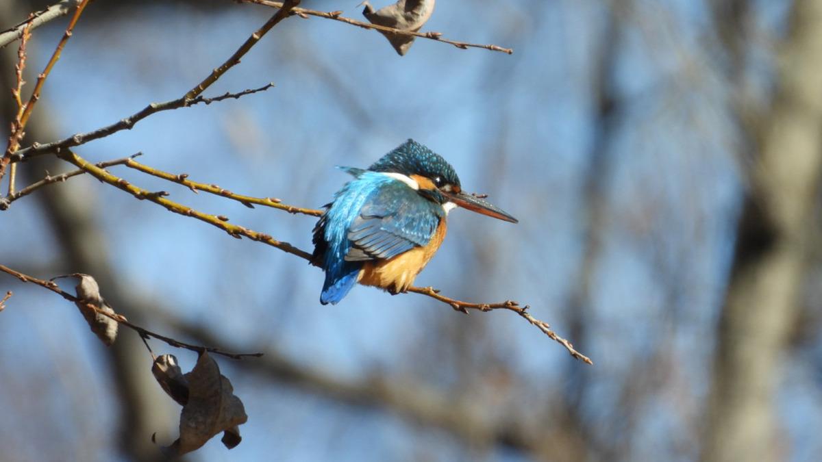 枝に止まるカワセミ