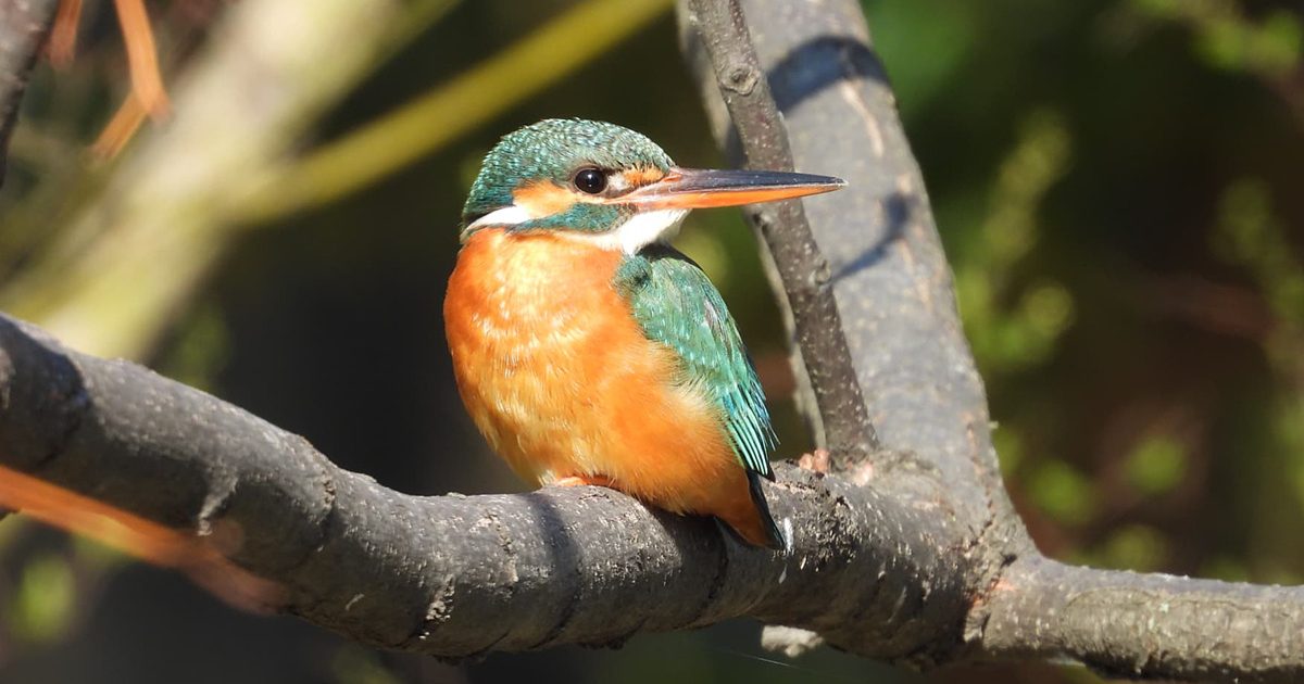 都会でバードウォッチング！ 秋から冬の野鳥観察に最適な 23 区内の