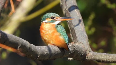 都会でバードウォッチング！ 秋から冬の野鳥観察に最適な 23 区内の都市公園 5 選
