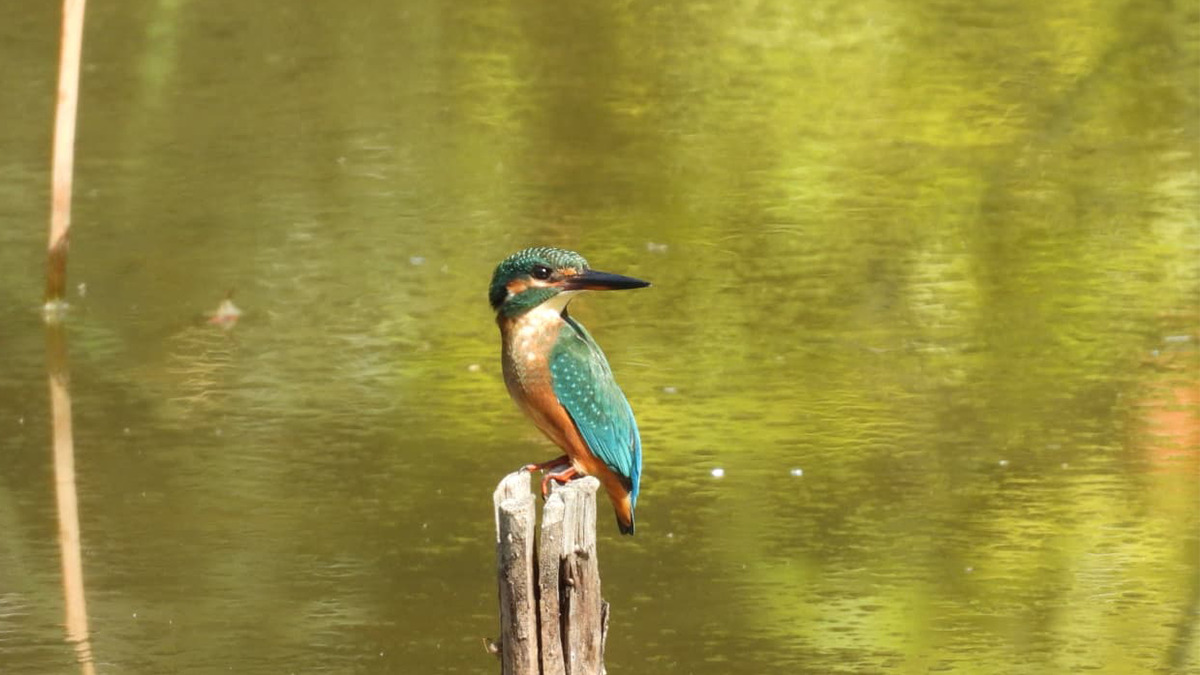 杭に止まるカワセミ