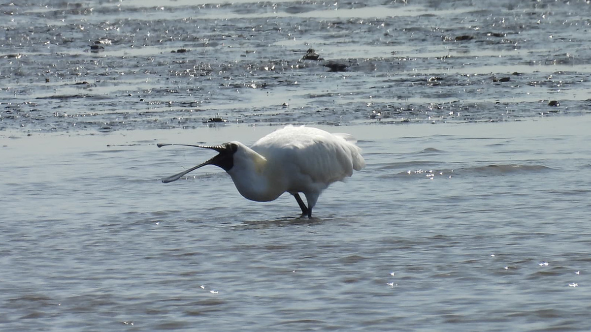 採餌するクロツラヘラサギ