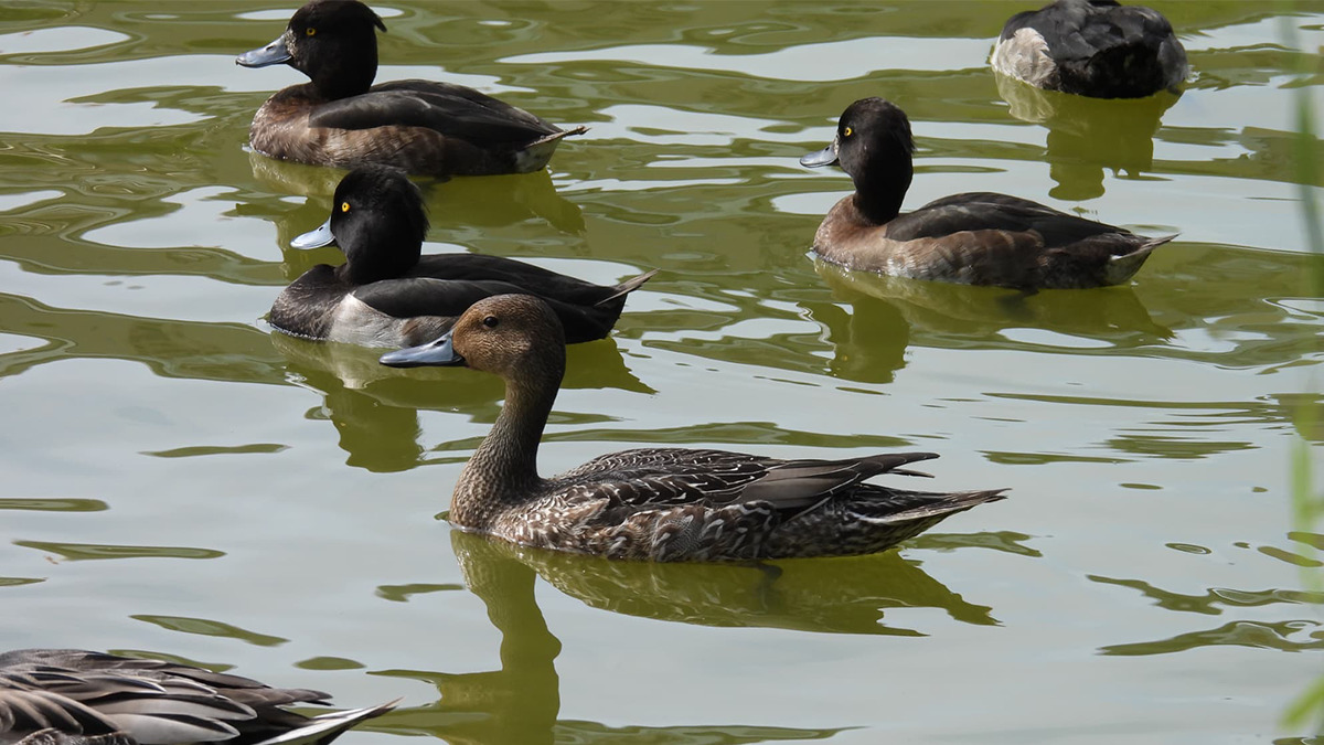 池に浮かぶカモたち