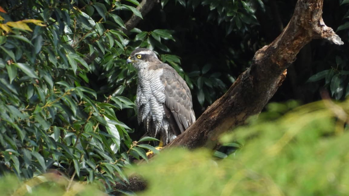 枝に止まるオオタカ