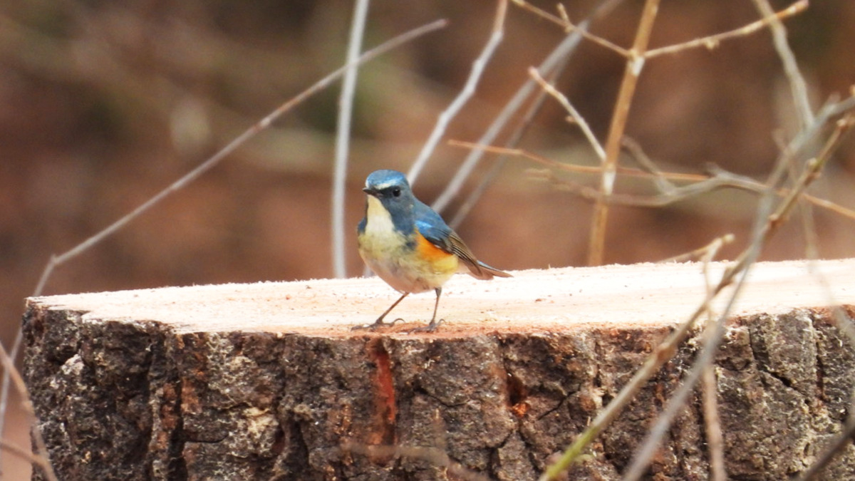 切り株に止まるルリビタキ