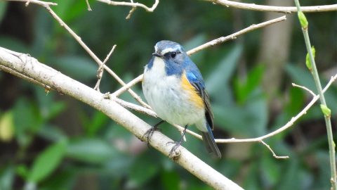 色鮮やかな冬の小鳥を探しに行こう！ 秋から始めるバードウォッチング