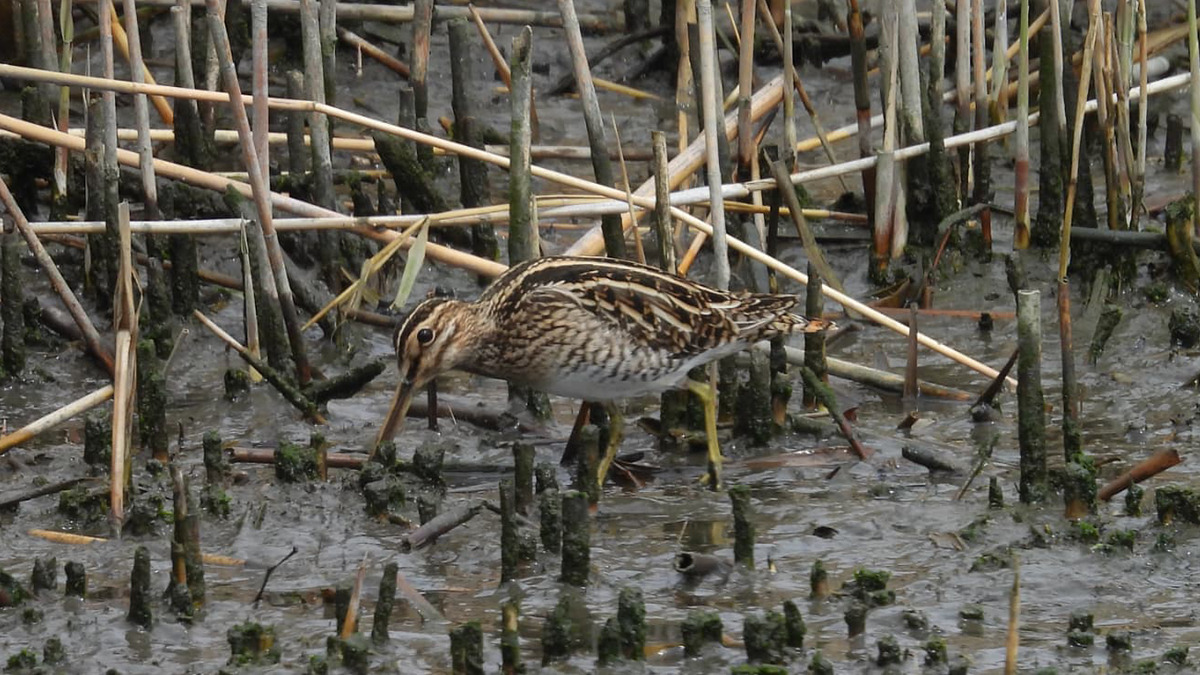 干潟を歩くタシギ