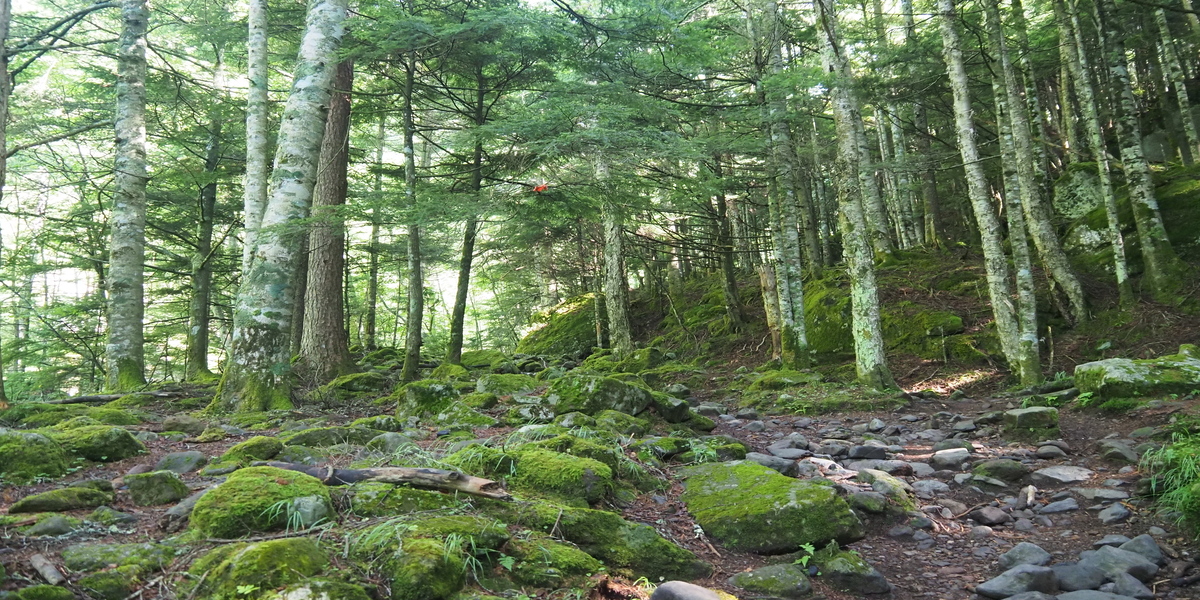 山を駆ける快感がすごい！ トレイルランニングの始め方