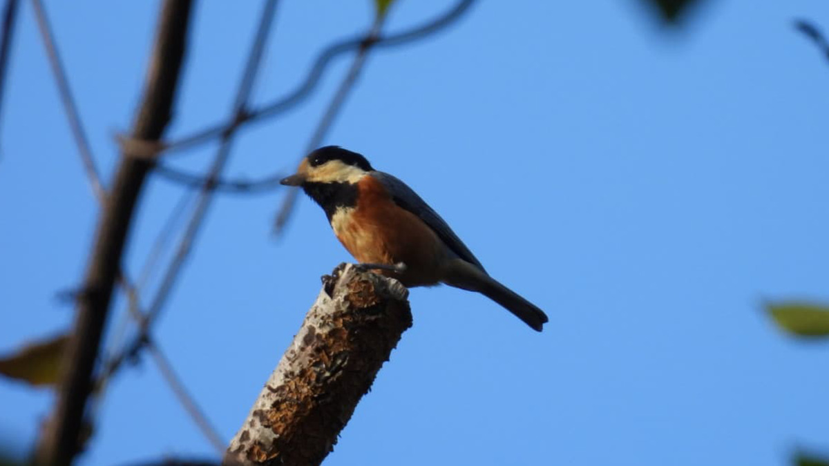 木に止まるヤマガラ