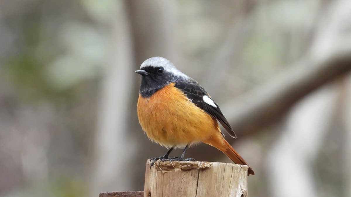 杭に止まるジョウビタキ