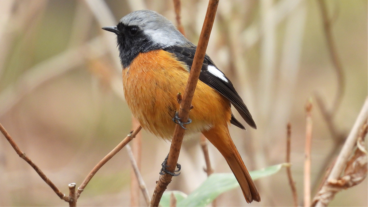 枝に止まるジョウビタキ
