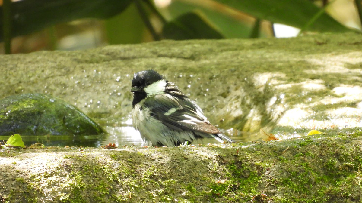水浴び中のシジュウカラ