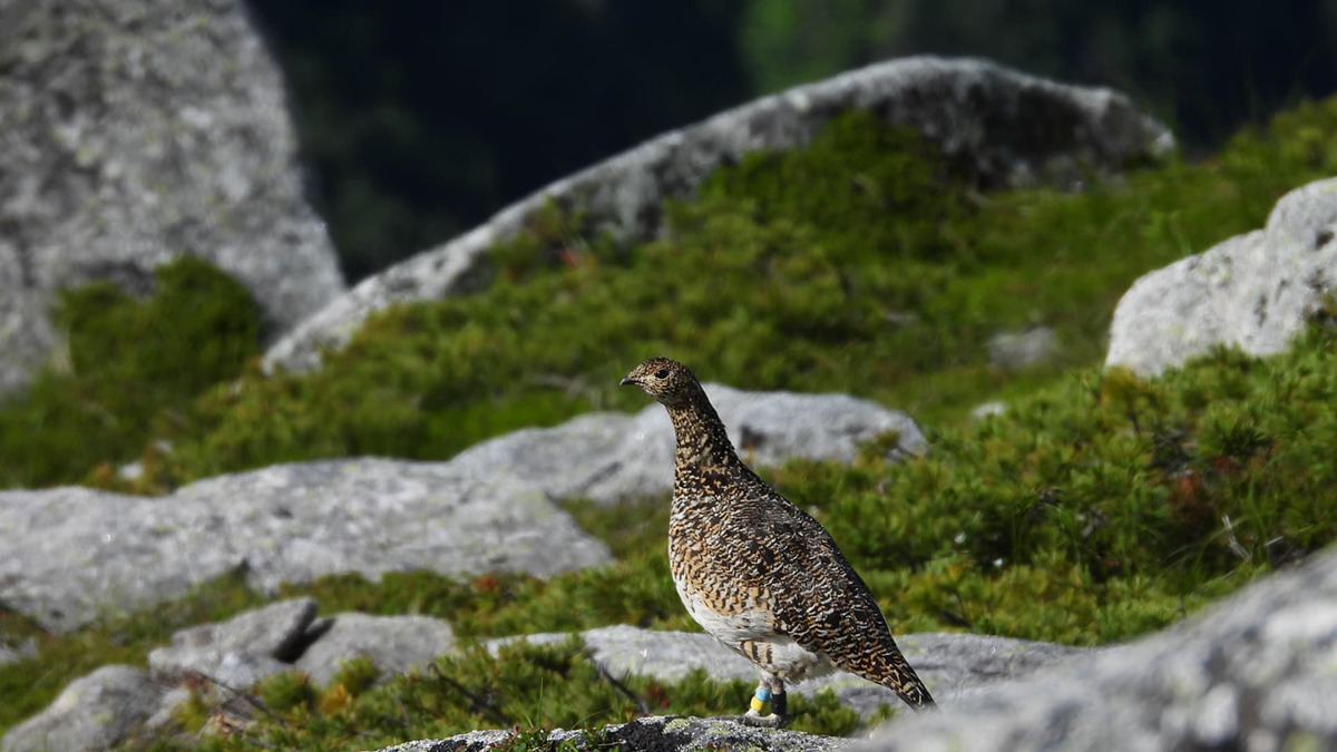 高山のライチョウ