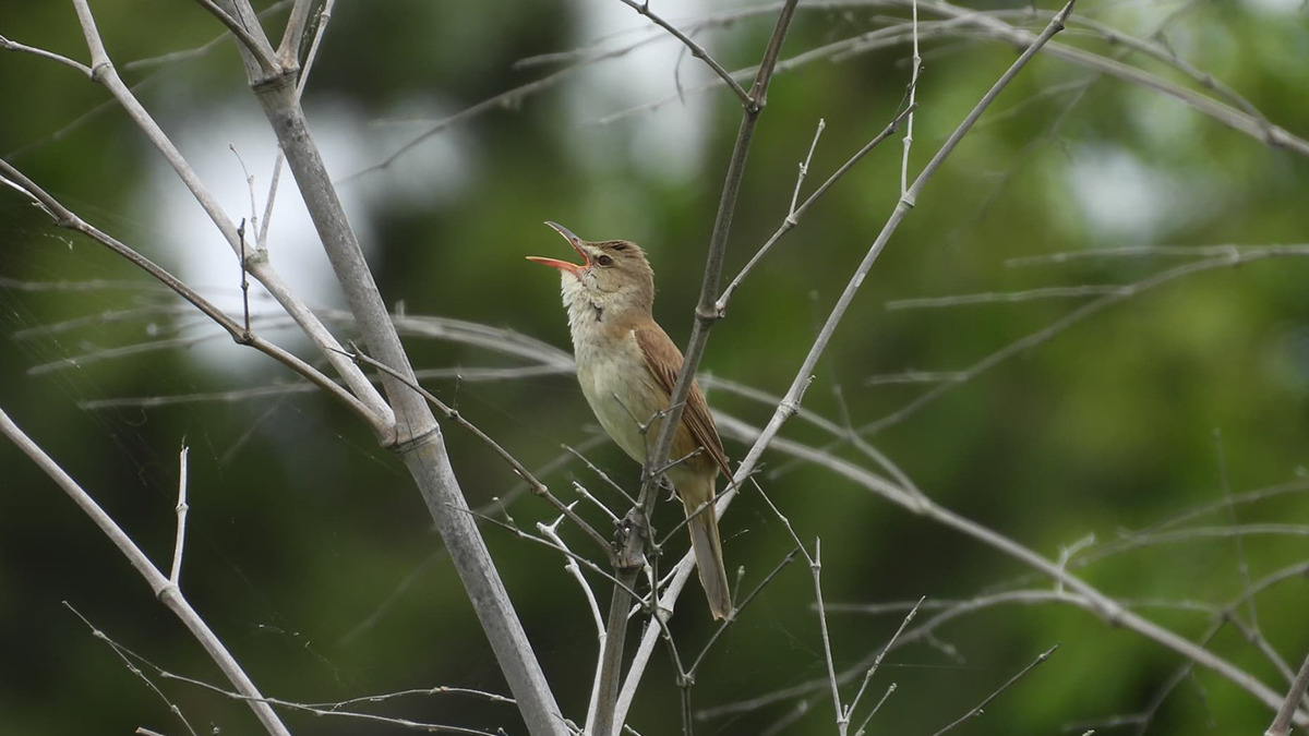 さえずるオオヨシキリ