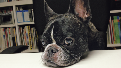 漫画家つの丸さんの「愛犬とずっと一緒の暮らし」