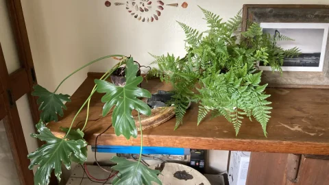 東田トモヒロ流　楽しきボタニカルライフのススメ