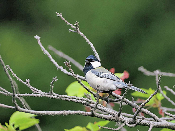 きっかけはシジュウカラ！ 磯野貴理子さんの推し鳥ライフ