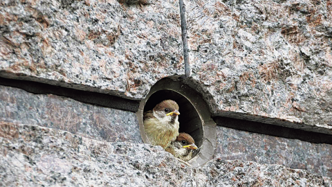 鳥好きタレント磯野貴理子さん、勇気を出して野鳥の会に！