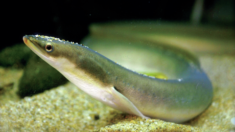 最も身近で謎だらけの絶滅危惧種・ウナギの生態を東大博士が解き明かす！