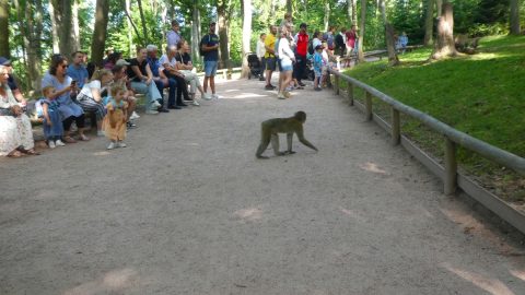 ニホンザルに似てる？フランスの森林公園に暮らす、アフリカ原産の「バーバリー・マカク」の生態
