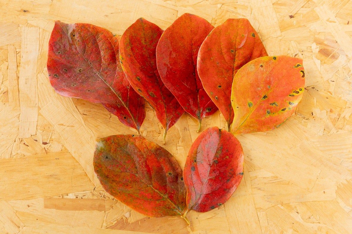 紅葉した柿の葉