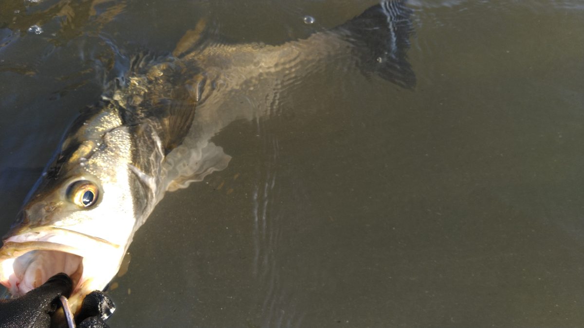 シーバスと濁った水