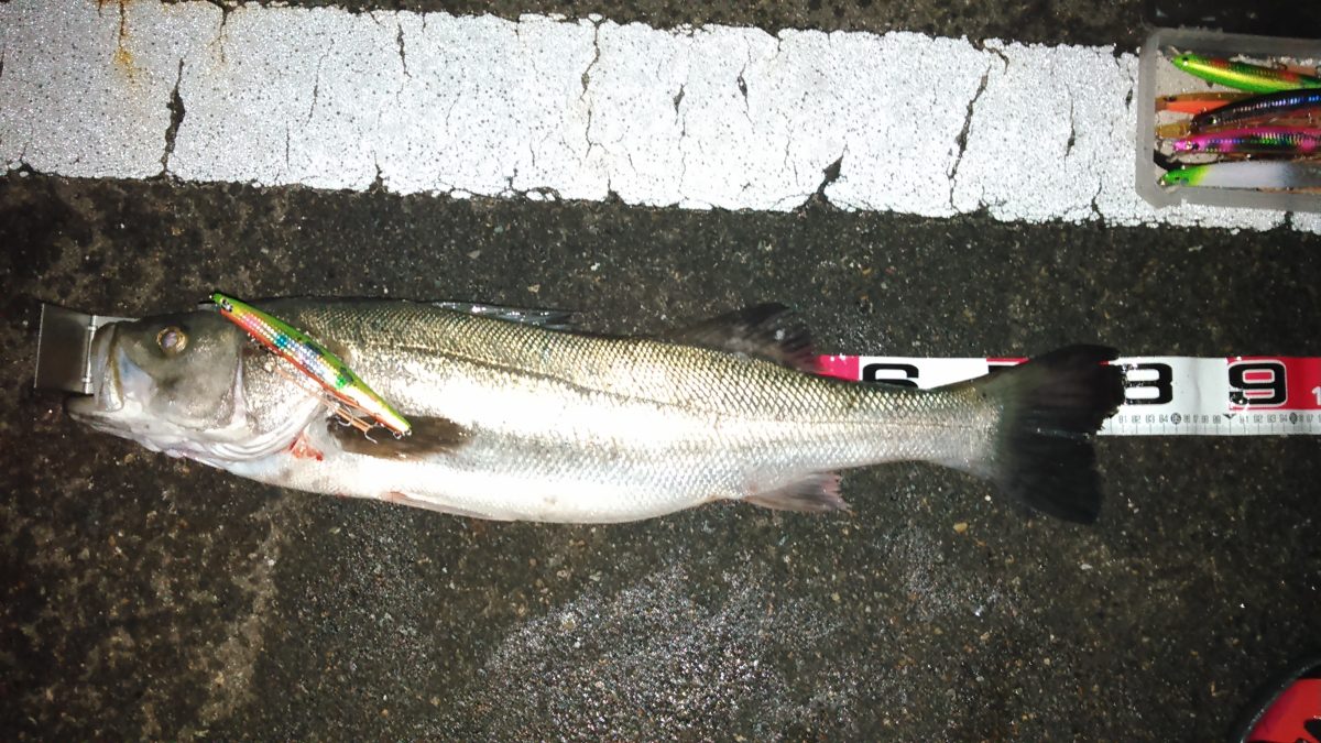 ルアーの釣りを成功させるキモ！「ベイトパターン」を理解しよう