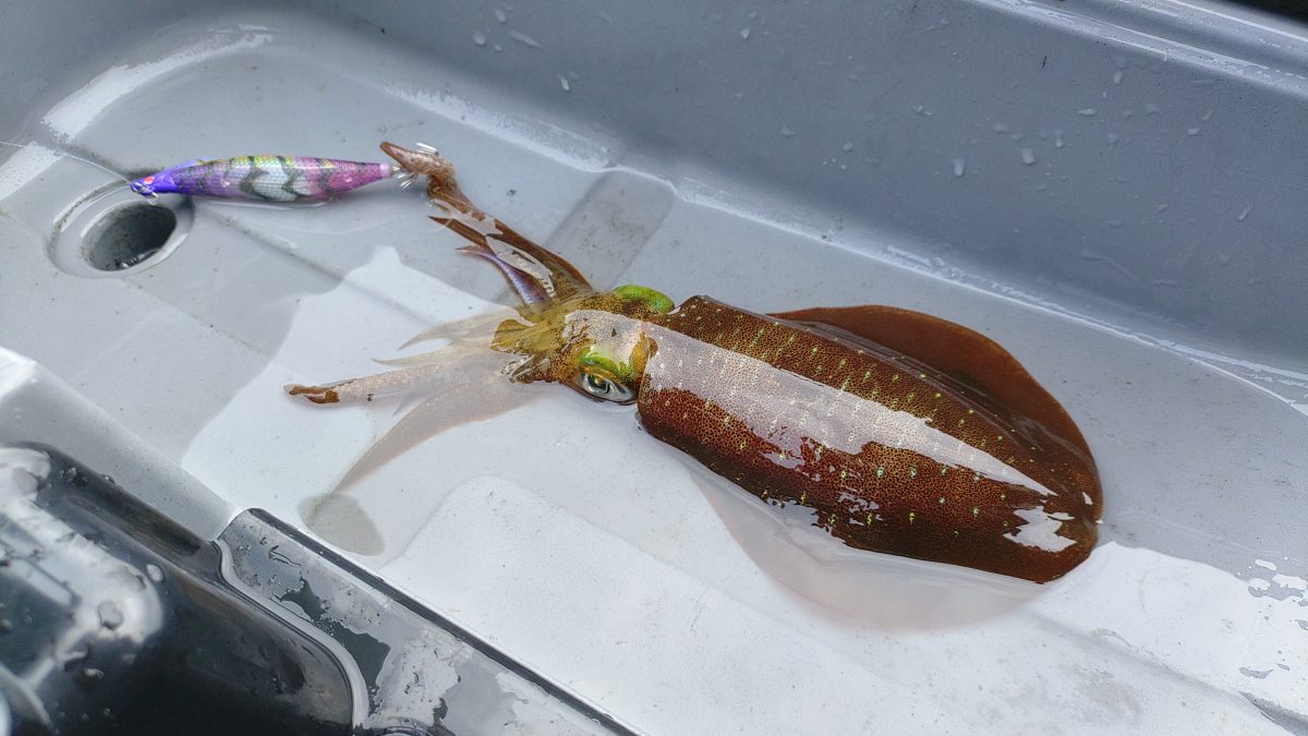 アオリイカを釣りにカヤックで沖に出動！「ティップランエギング」を試してみた！