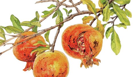 ナチュラリストが教える！酸っぱいザクロの実を美味しいリキュールにする方法