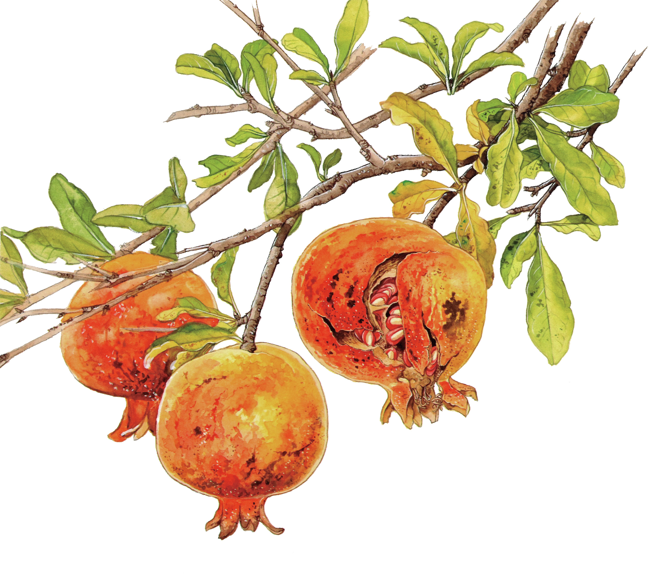 ナチュラリストが教える！酸っぱいザクロの実を美味しいリキュールにする方法