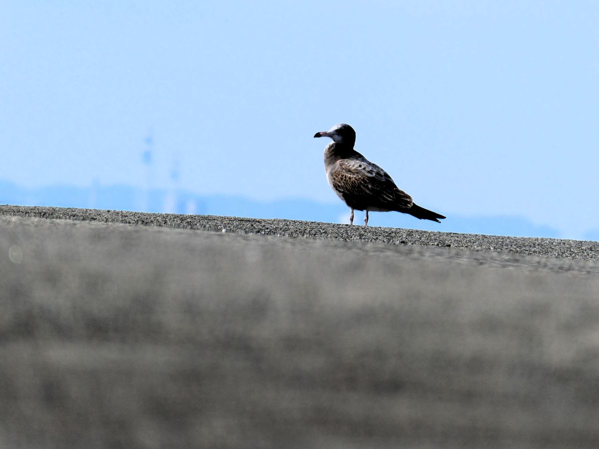 長男が撮影した鳥