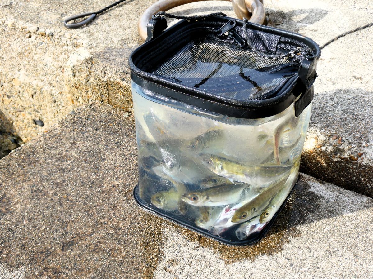 隣で釣っていた小学校高学年くらいの男の子のバケツ