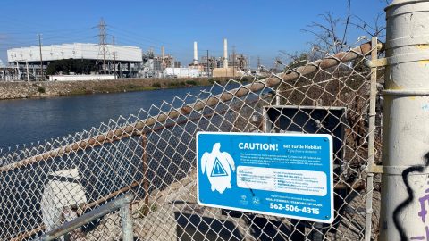 ウミガメが生息!? ロサンゼルスの工場地帯を流れるサンガブリエル川沿いをサイクリング