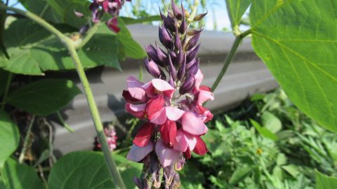 SDGsな布製品の正体は雑草⁉繊維の素材になる雑草と植物繊維の役割＆意外な用途を紹介