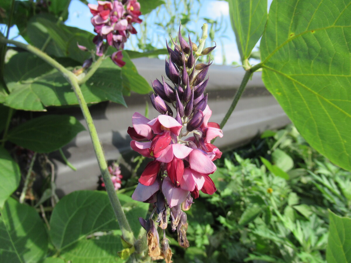 SDGsな布製品の正体は雑草⁉繊維の素材になる雑草と植物繊維の役割＆意外な用途を紹介