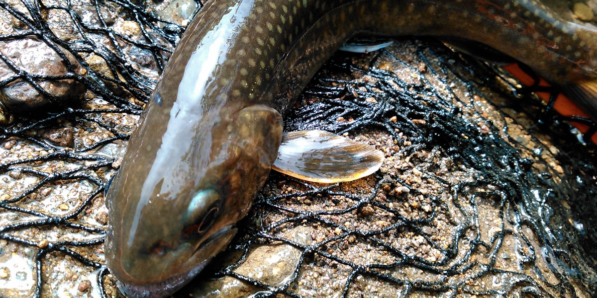 イワナ釣りをしたい！必要な仕掛けやポイントを解説！