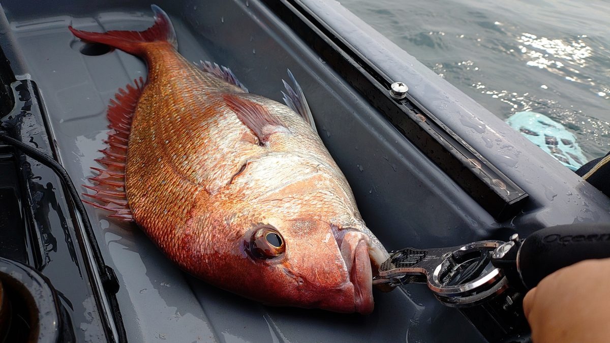 憧れの魚・鯛の釣り方を徹底解説！鯛を釣り上げて上級者を目指すぞ～！