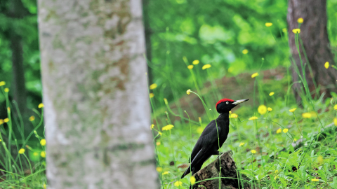 鳥に魅せられた磯野貴理子さん、その姿を心を込めて写真に！
