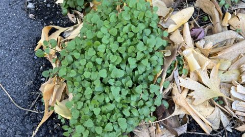 真冬でも元気な雑草を解説！春の七草を探す新春散歩に出かけよう