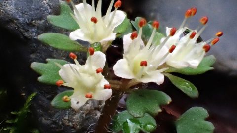 2026年は「ネコノミスト」が流行る！？植物写真家いがりまさしさんによるネコノメソウ図鑑に注目！