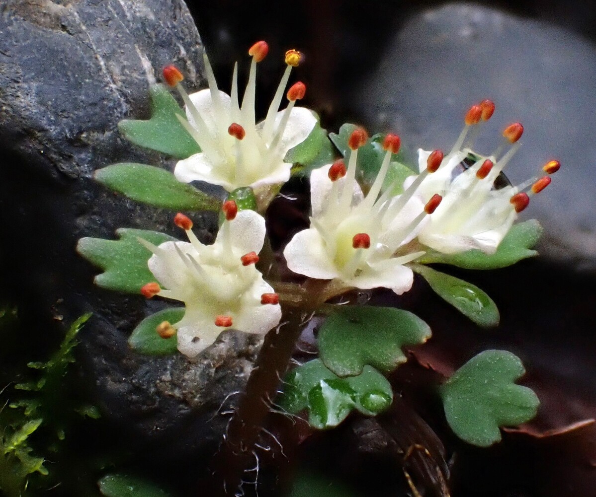 2026年は「ネコノミスト」が流行る！？植物写真家いがりまさしさんによるネコノメソウ図鑑に注目！