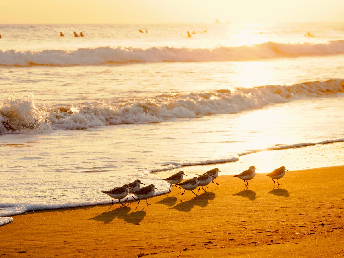 浜辺を駆ける白いミユビシギと並走！冬の砂浜でフォトジェニックなシーンを狙おう