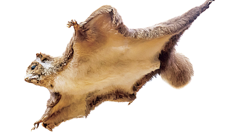 意外と近所で暮らしてる！ ムササビ観察ナイトハイク