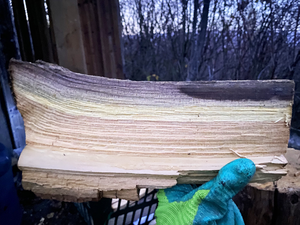 断面のグラデーションがきれいな薪