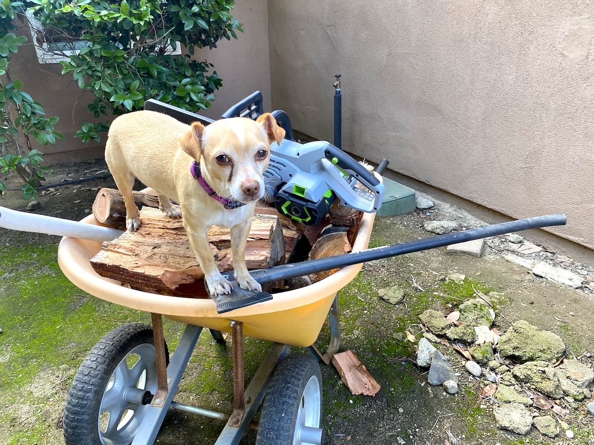 カリフォルニアにて、薪の上に乗る小型犬
